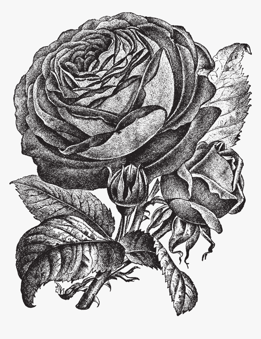Bud Drawing Pink Rose - Illustration, HD Png Download