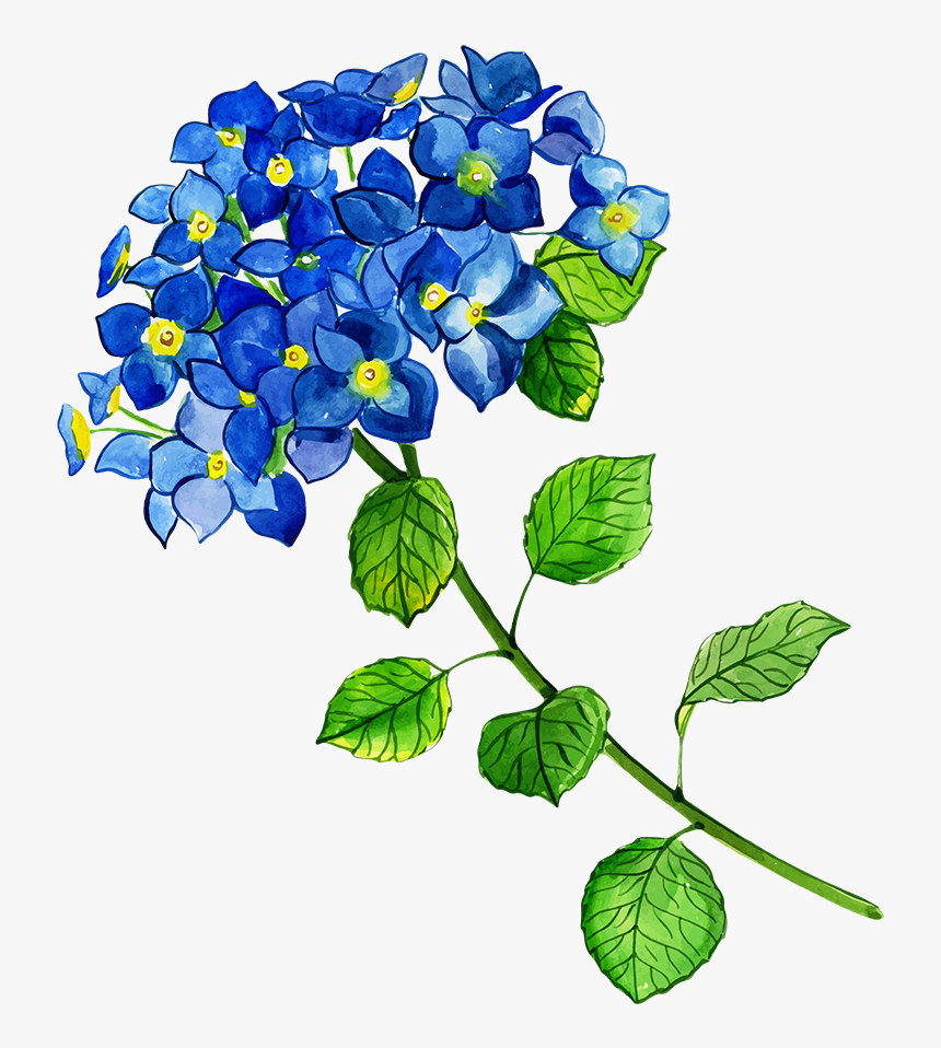 Hydrangea, HD Png Download