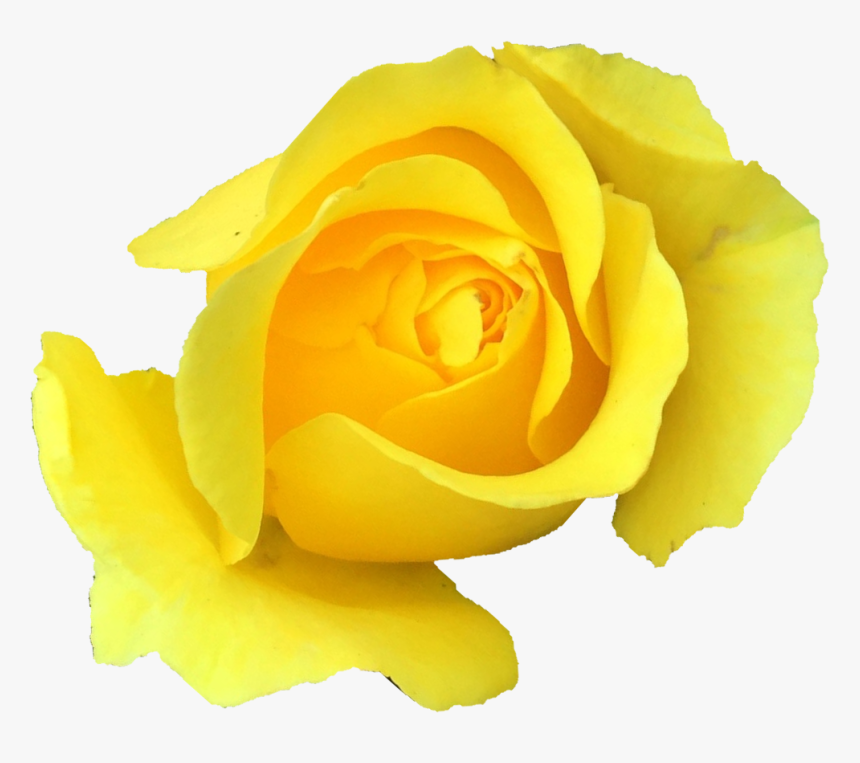 Garden Roses, HD Png Download