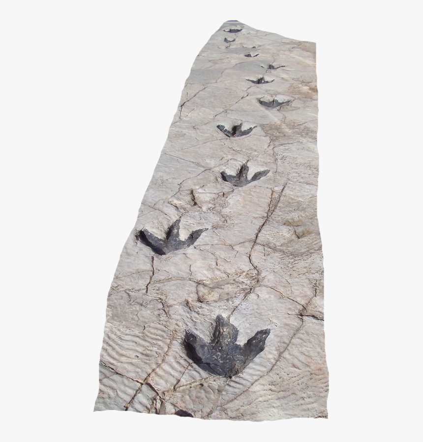 Reproduction Of Dinosaur Footprints In Science Museum - Dinosaur Footprint In Snow, HD Png Download