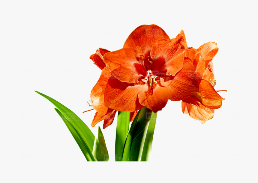 Lily, HD Png Download