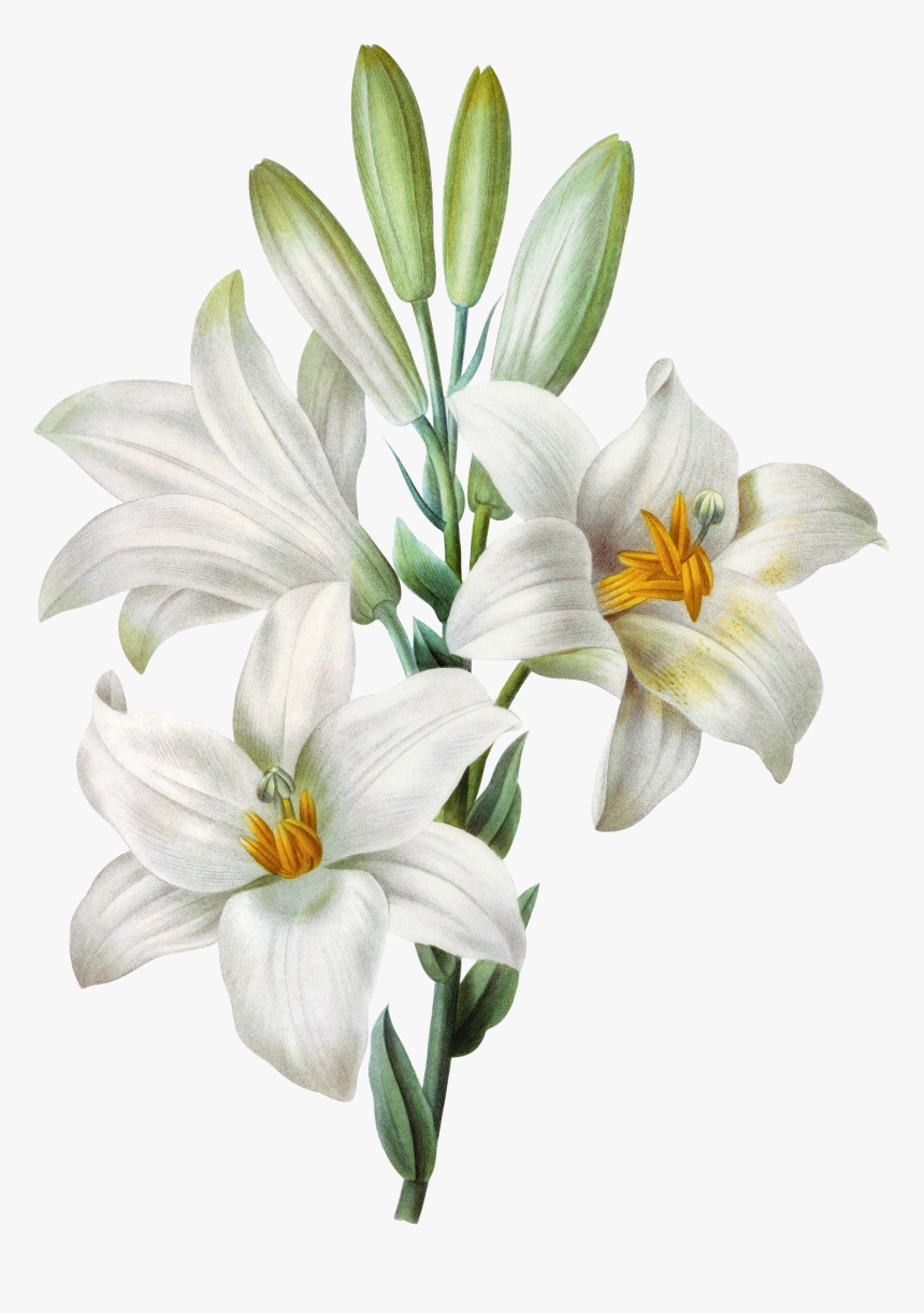Watercolor Easter Lilium Painting Tiger Candidum Lily - Lilies Png, Transparent Png