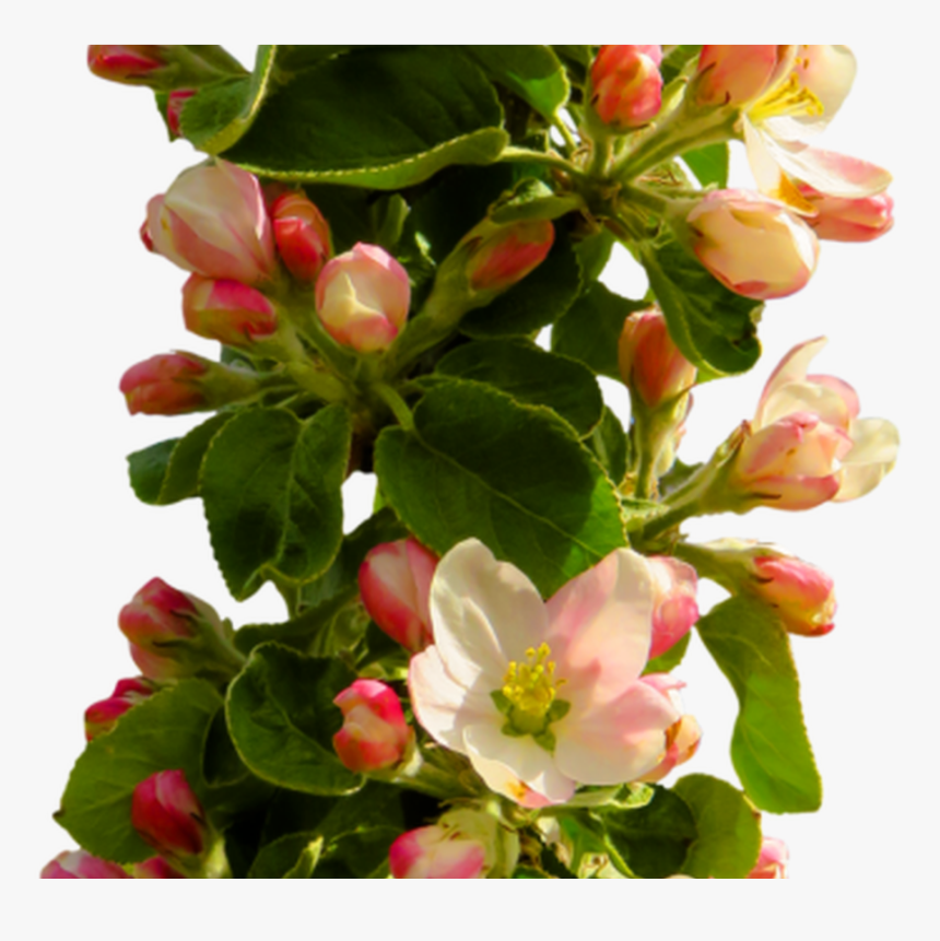 Spring Flower Png Transparent Image 6482 Transparentpng - Full Hd Png Flower, Png Download