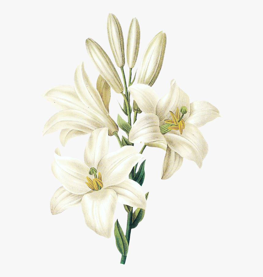 Flower Drawing White Lily , Png Download - White Lily Flower Png, Transparent Png