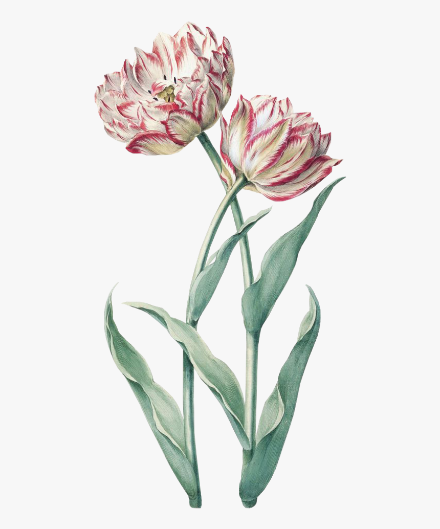 #flower #spring #pink #green #png #free #kpopedit - Vintage Tulip Tulip Botanical Illustration, Transparent Png