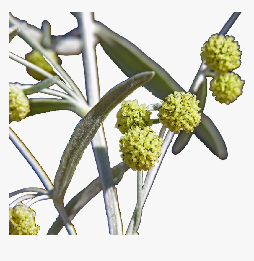 Artemisia Flowers Png Image File - Anthurium, Transparent Png