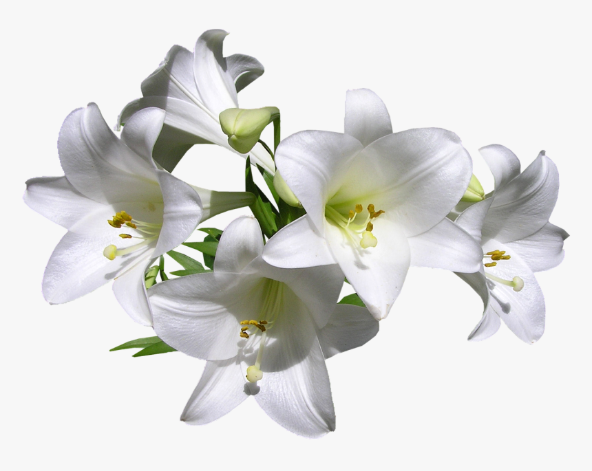 Transparent Lily Png - Transparent White Lilies Png, Png Download
