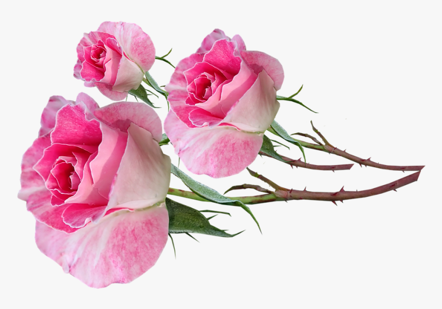 Flowers, Pink, Roses, Bud, Stems Fragrant, Cut Out - Garden Roses, HD Png Download