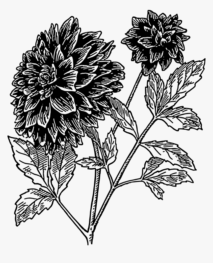 Chrysanths,plant,flora - Dahlia Flower Clipart Black And White, HD Png Download