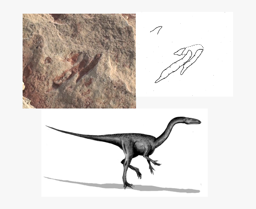 Jurassic Park Segisaurus, HD Png Download