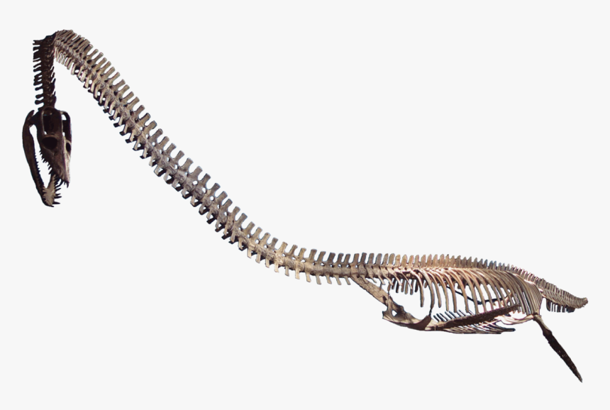 Transparent Fossils Clipart - Elasmosaurus Antarctica, HD Png Download