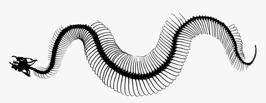 Invertebrate Snakes Line Art Silhouette Snake Skeleton - Snakes Skeleton Black And White, HD Png Download