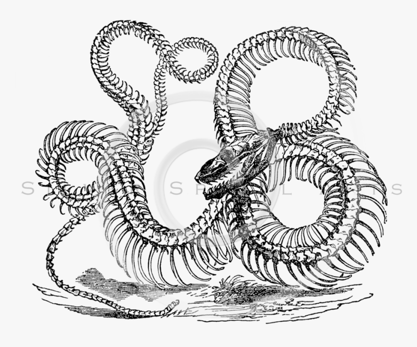 Snake Skeleton Transparent Background , Png Download - Snake Skeleton Drawing, Png Download