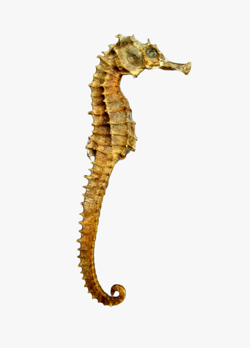Seahorse Skeleton Png Image - Sea Horse Png, Transparent Png