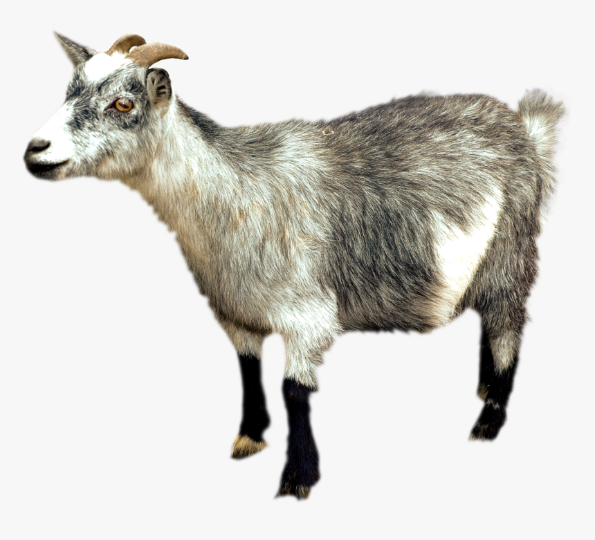 Iphone 6 Plus Altai Mountain Goat Sheep - Mountain Goat Png, Transparent Png