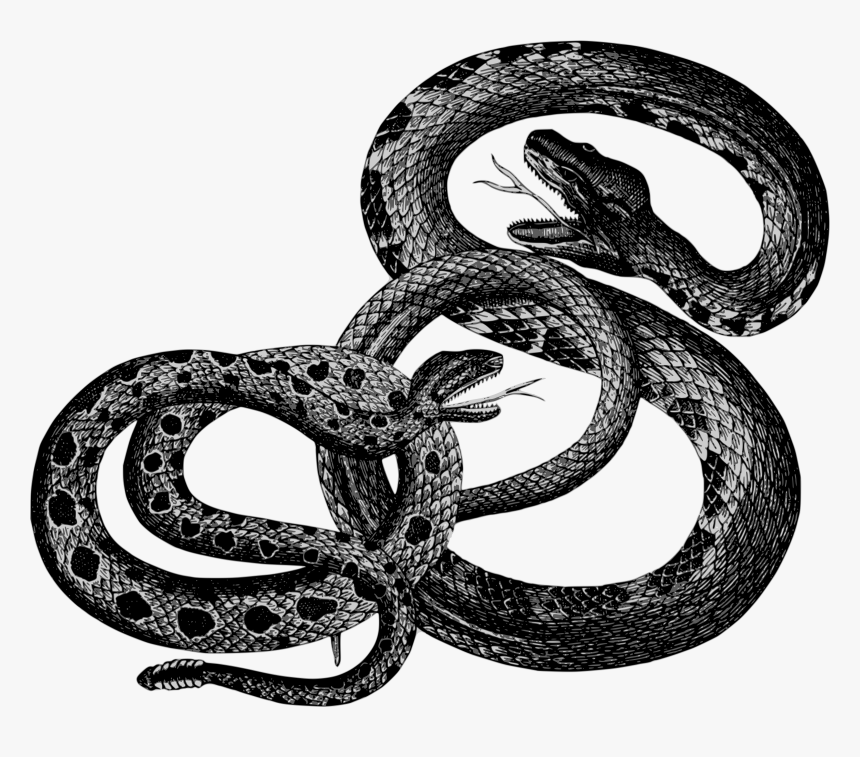 Kingsnake,reptile,boa Constrictor - Snakes Vintage, HD Png Download