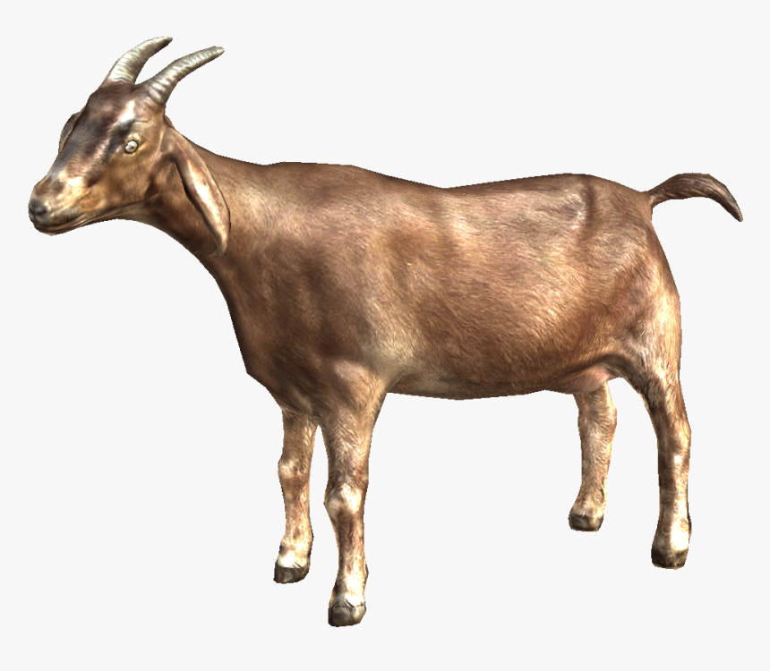 Mountain Goat Png - Goat Png, Transparent Png