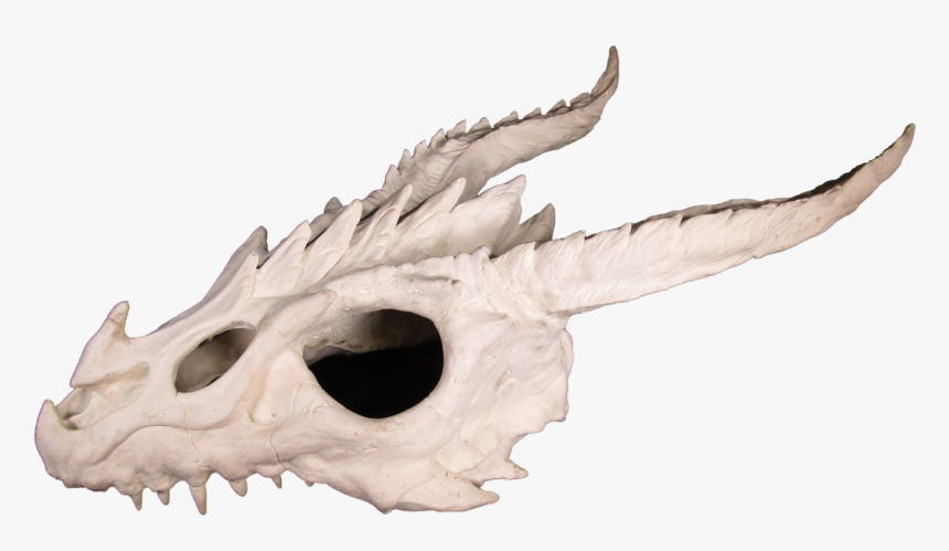 Skull, HD Png Download