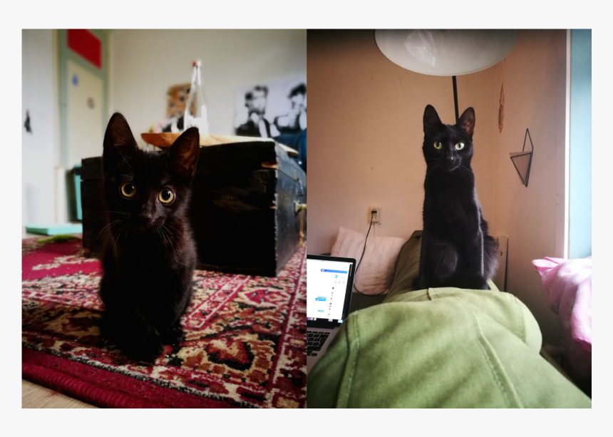 Black Cat Ears Png, Transparent Png