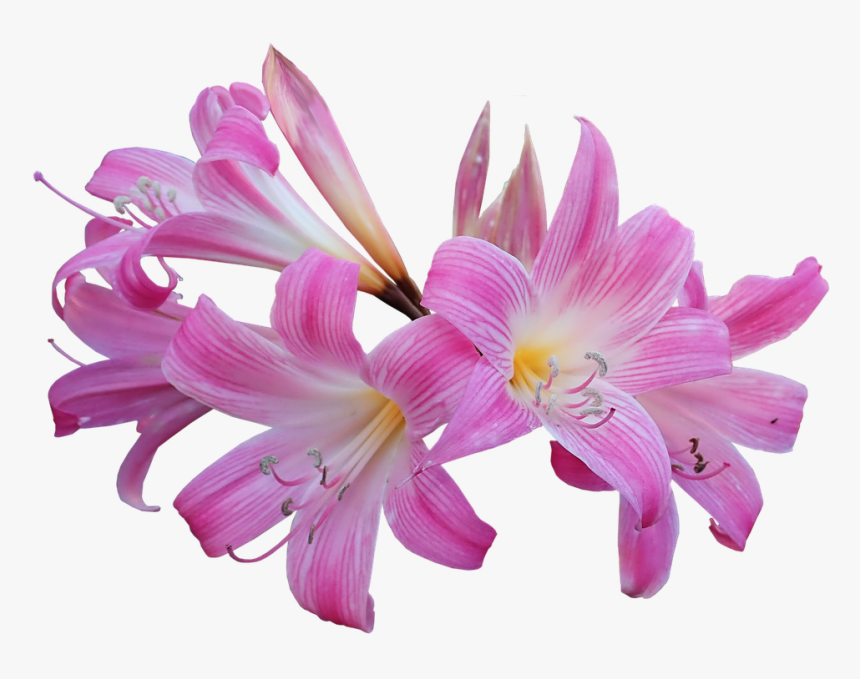 Lily, Belladonna, Easter Lily, Fragrant, Flower, Bulb - Belladonna Lily Png, Transparent Png