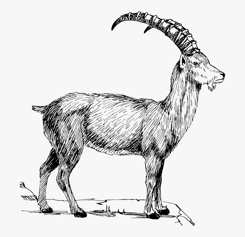 Sheep,line Art,wildlife - Clip Art Mountain Goats, HD Png Download