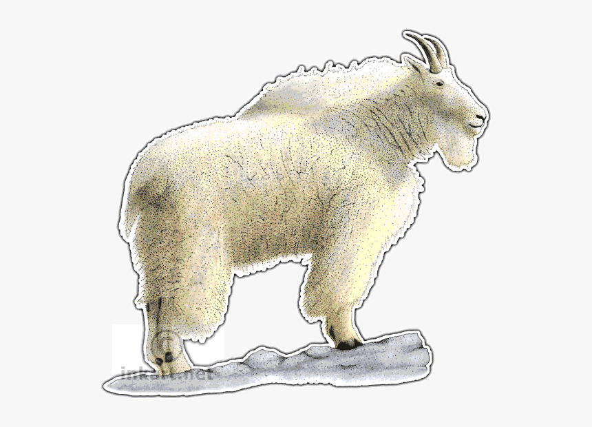 Mountain Goat Transparent, HD Png Download