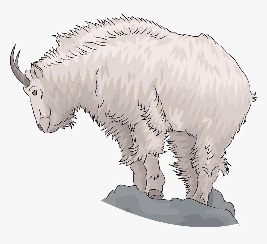 Mountain Goat, HD Png Download