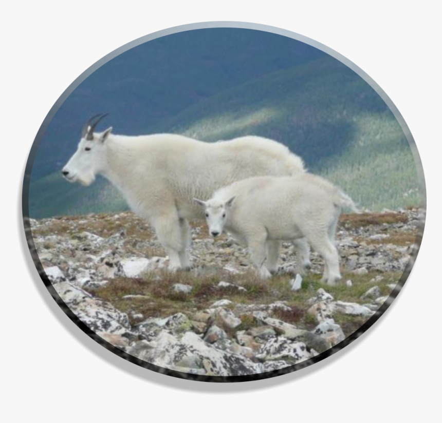 Mountain Goat, HD Png Download