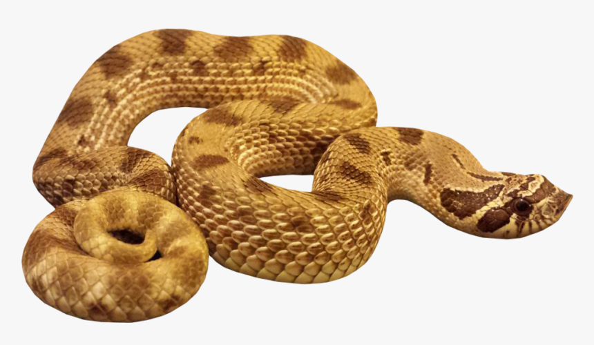 Hognose Anaconda Snake Image With Transparent Background - Anaconda Transparent Background, HD Png Download