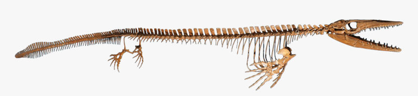 Zophobas Morio, HD Png Download