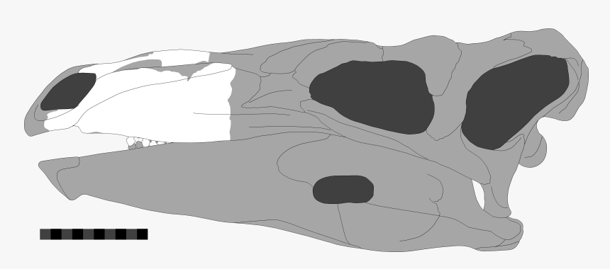 File - Paranthodon - Illustration, HD Png Download