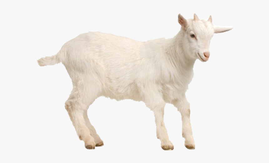 Goat Sheep Poultry Livestock - Козленок Пнг, HD Png Download
