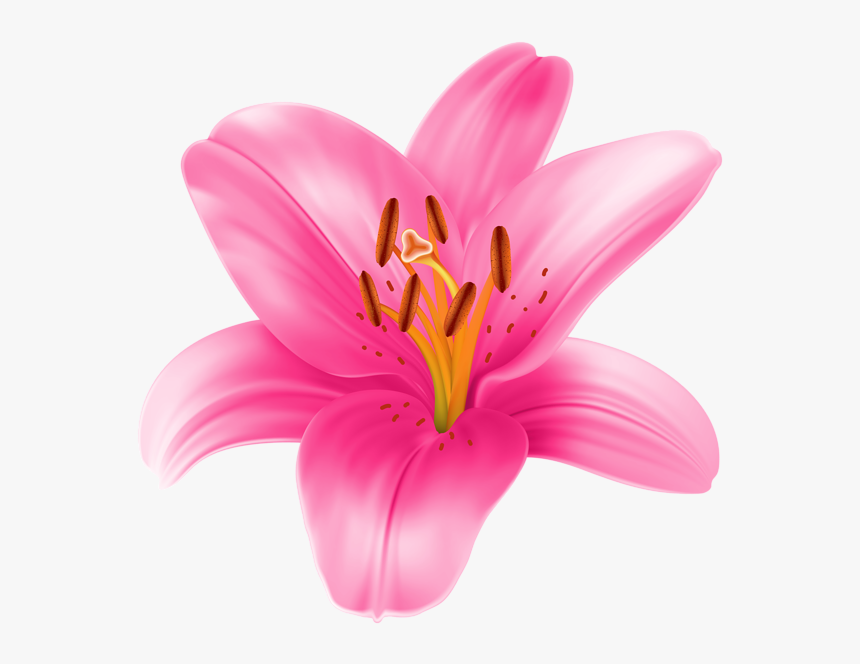 Lily Flower Clipart At Getdrawings - Pink Lily Flower Png, Transparent Png