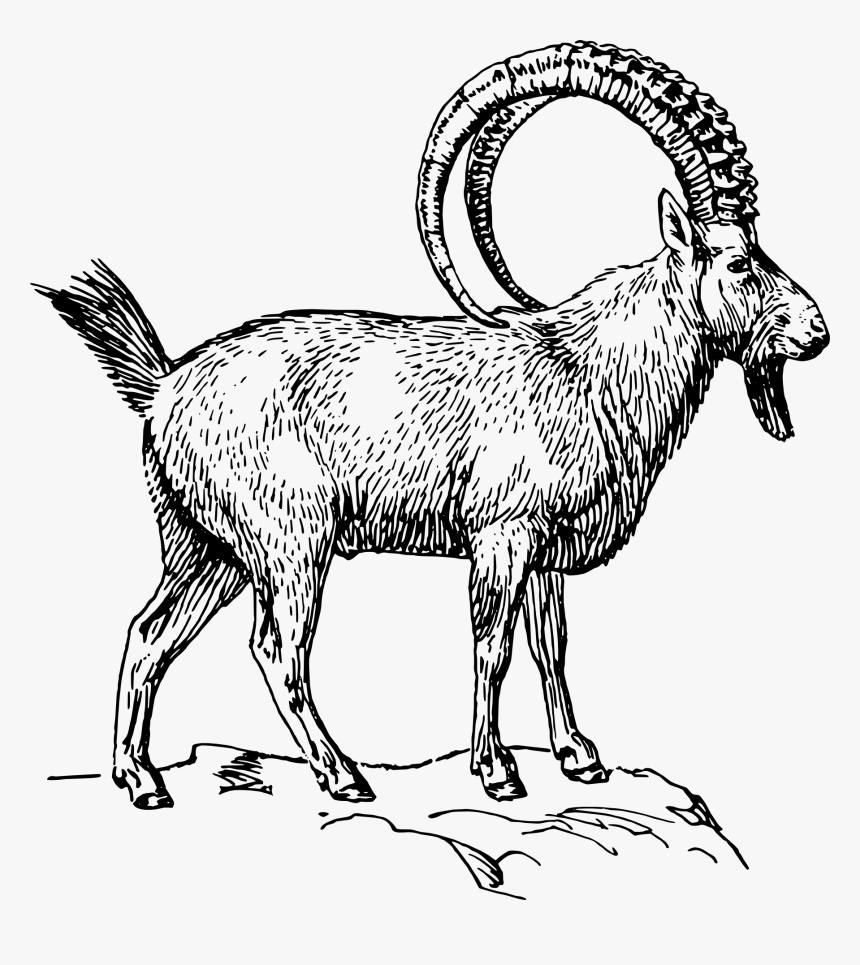 Alpine Ibex Clipart, HD Png Download