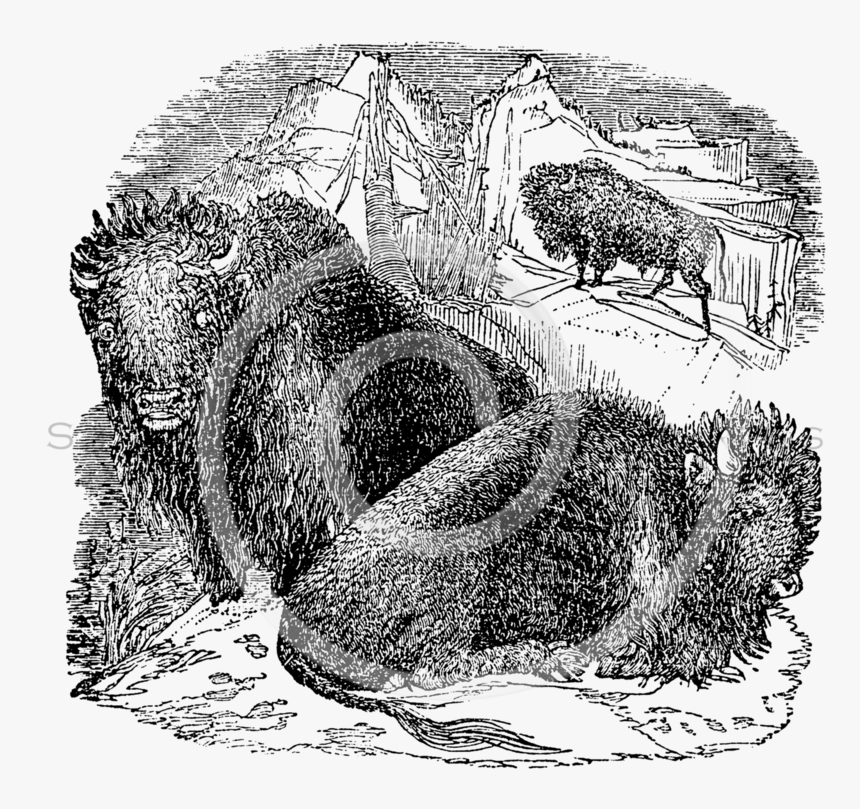 Vintage Buffalo Bison Skull Illustration - 1800s Bison Drawing, HD Png Download