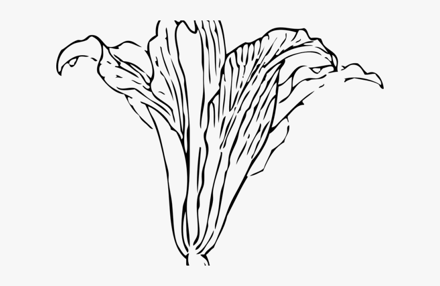 Vine Plant Outline Transparent - Gray Calla Lily Png, Png Download