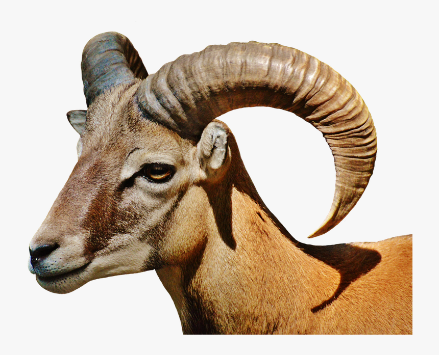 Aries, Wild, Free Running, Wildlife Park, Forest - Positive Vibration Segni Zodiacali, HD Png Download