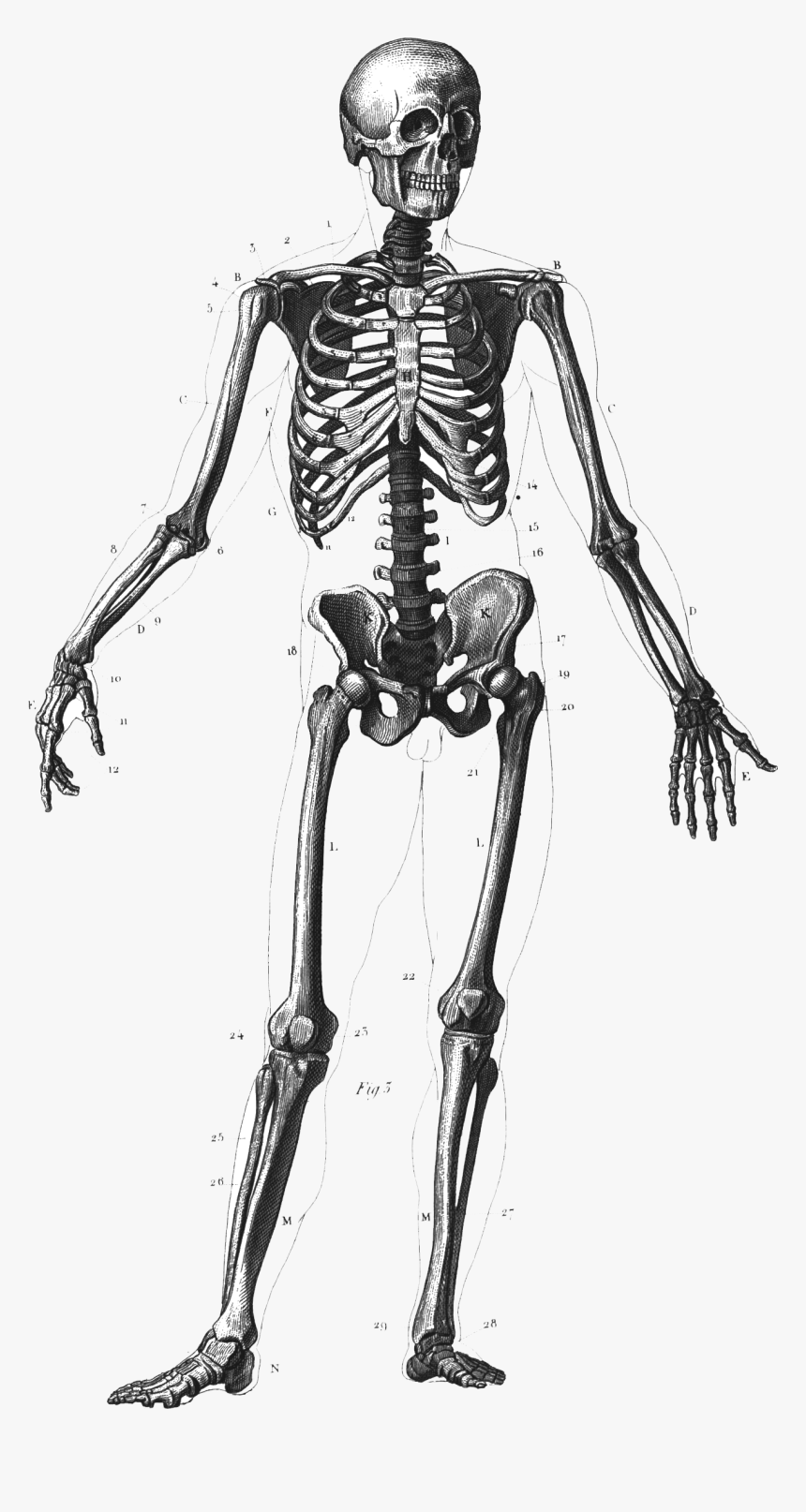 Clip Art Skeleton Body Paint - Many Bones In Human Body, HD Png Download
