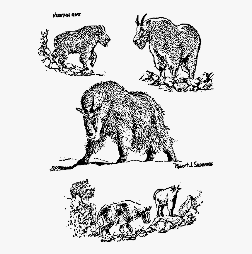 Chamois, HD Png Download