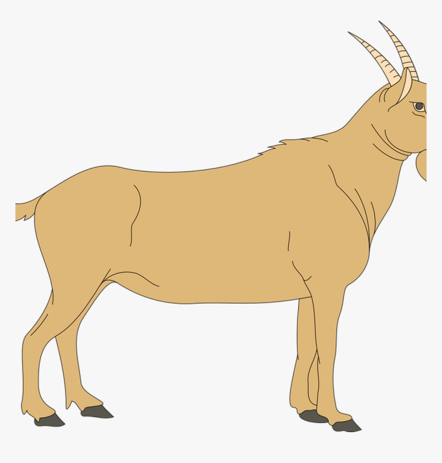 Animal Clipart Goat - Blank Ruminant Digestive System, HD Png Download