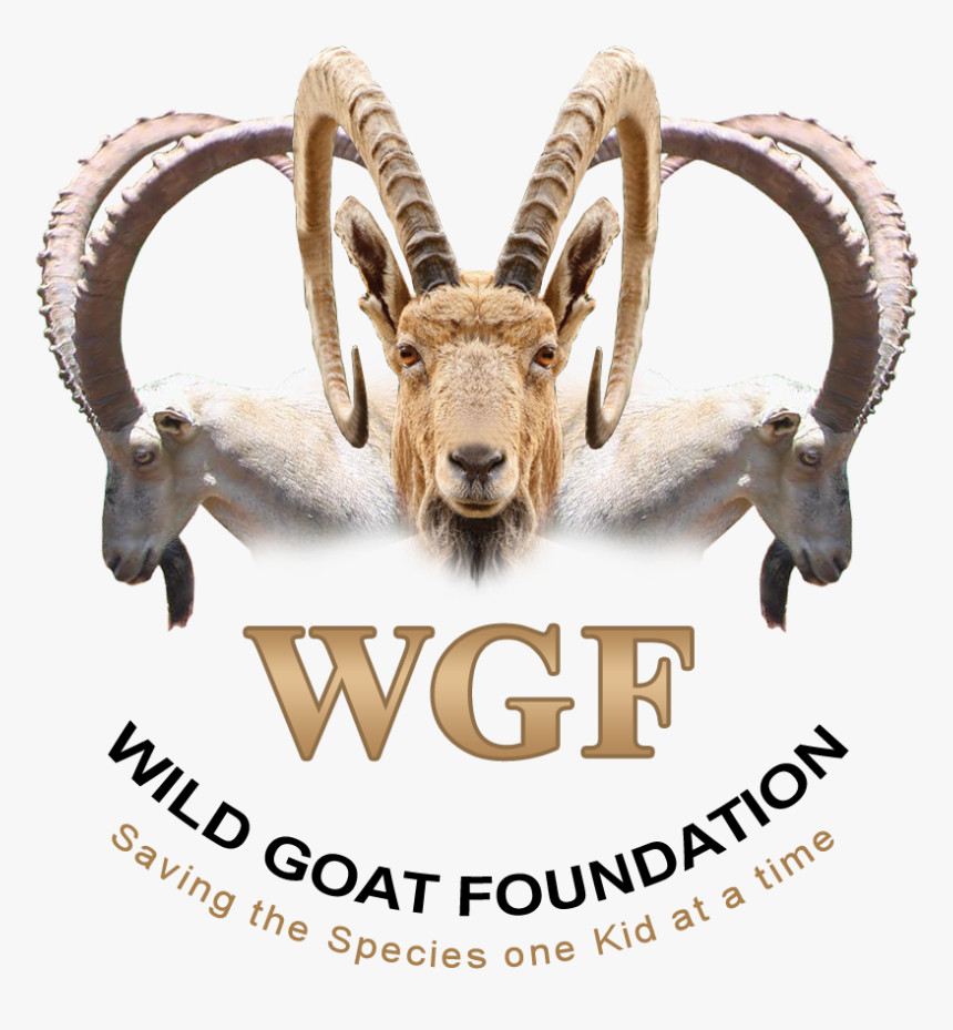 Logo Design By M79 For Wild Goat Foundation - Mountain Goat, HD Png Download