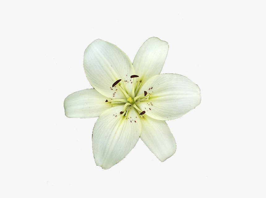 6 Png - White Lily Transparent Png, Png Download