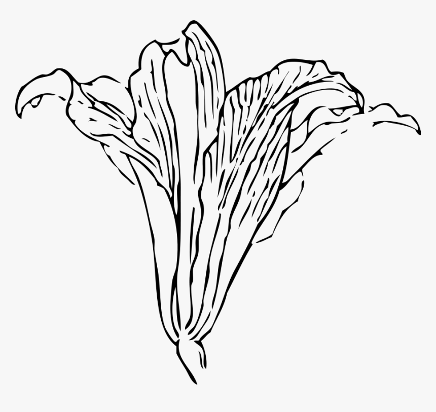 Outline Pictures Easter Lilies - Gray Calla Lily Png, Transparent Png