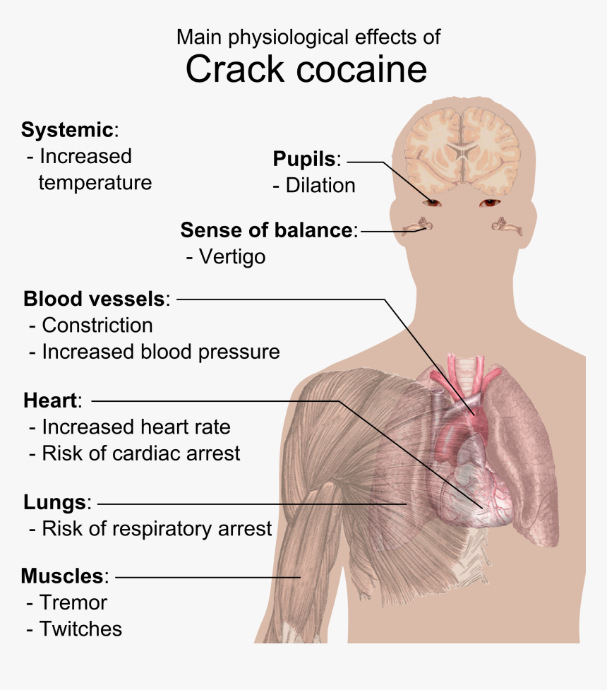 Physiological Effects Of Crack Cocaine - Crack Does To Your Body, HD Png Download