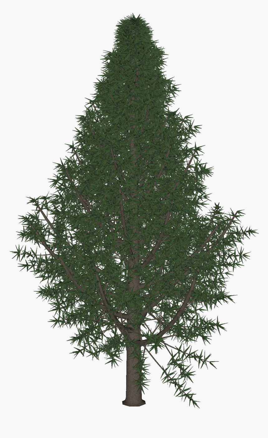 Christmas Tree, HD Png Download