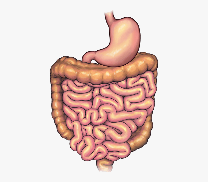 Stomach Before Bariatric Weight Loss Surgery - Illustration, HD Png Download