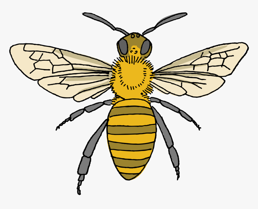 Bee Tattoo, HD Png Download