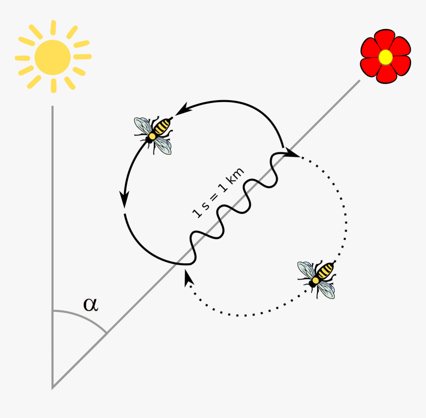 Bee Dance, HD Png Download