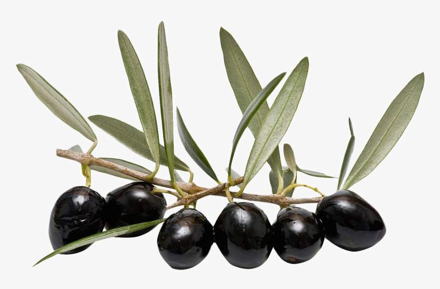 Olive Leaf Png - Olive Leaf Png Transparent, Png Download