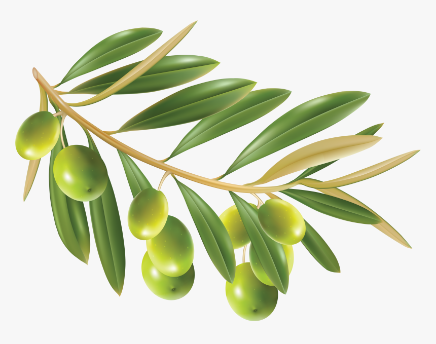 Olive Png - Transparent Background Olive Png, Png Download
